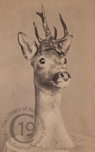 library  nineteenth century photography head   young stag