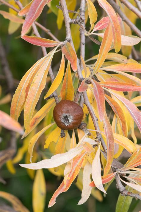 Garten-Navi / Weidenblättrige Birne - Pyrus salicifolia "Pendula"