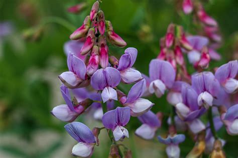 Plant of the Month - Wild Sweet Pea