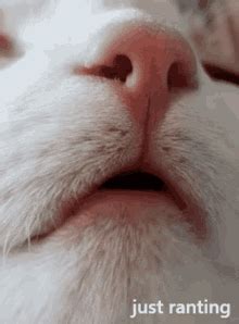 Cat Say Bleh GIF - Cat Say Bleh - Discover & Share GIFs