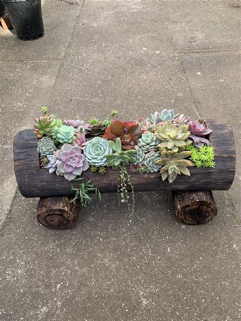 Succulenticity - Succulenticity added a new photo.