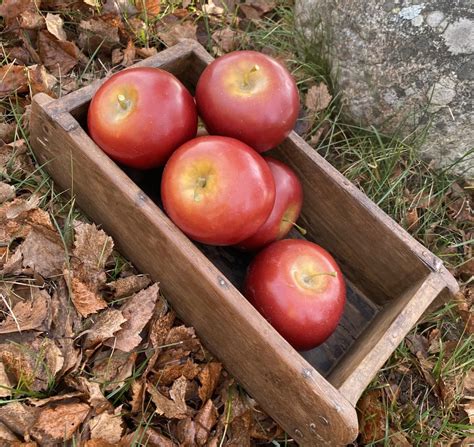 Äpple större rött verklighetstroget