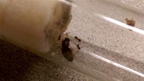 lasius neoniger colony  youtube