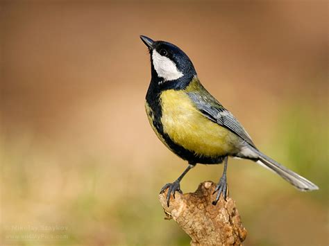 Голям синигер (Parus major) – Birds Photographer – Nikolay Staykov ...