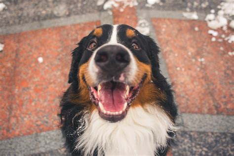 Owner Reveals Genetic Condition Slowly Turning Bernese Mountain Dog White - Newsweek