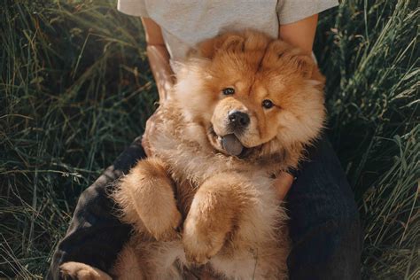 Brown Fluffy Dog