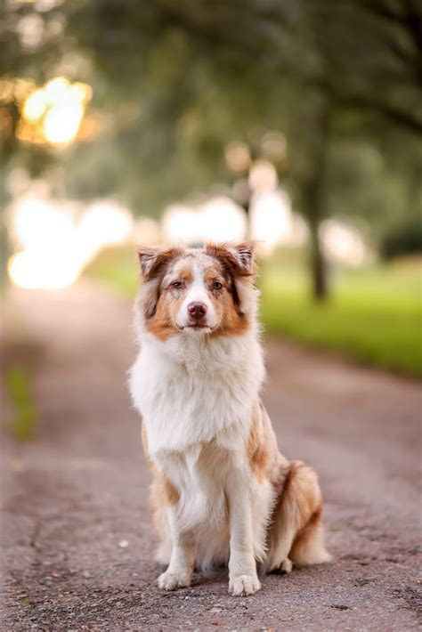 Australian shepherd · Free Stock Photo