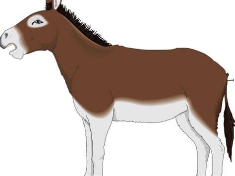mule clipart grey donkey mule grey donkey transparent