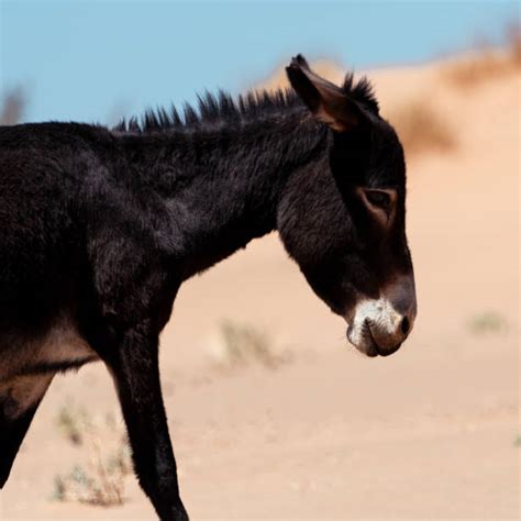 miniature mule stock  pictures royalty  images istock