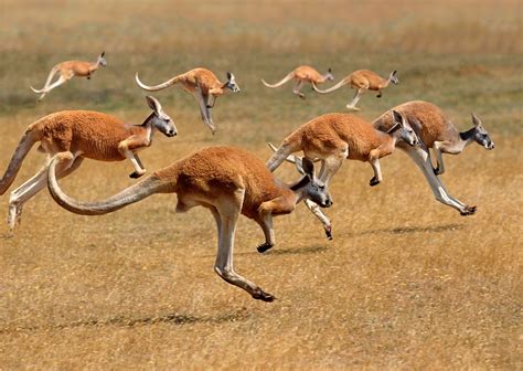 Red Kangaroo | Largest Kangaroo | Biggest Marsupial in the World