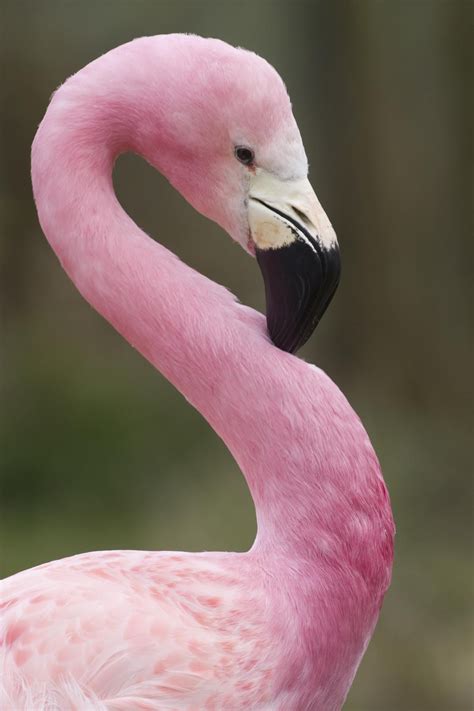 pink flamingos birds