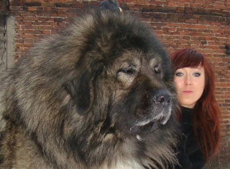 ovchartka tibetan mastiff caucasian mountain dog russian bear dog caucasian dog