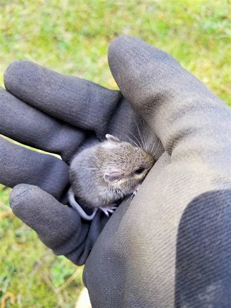 Found this little mouse while mulching my yard : r/tinyanimalsonfingers