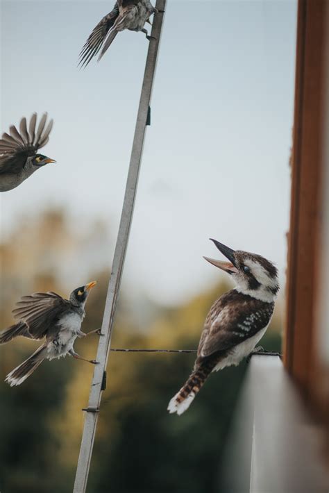 wildlife photography tips    capture stunning