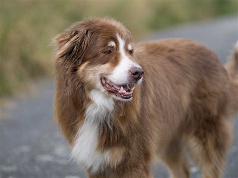 77+ Border Collie Herding Dog Breeds - l2sanpiero