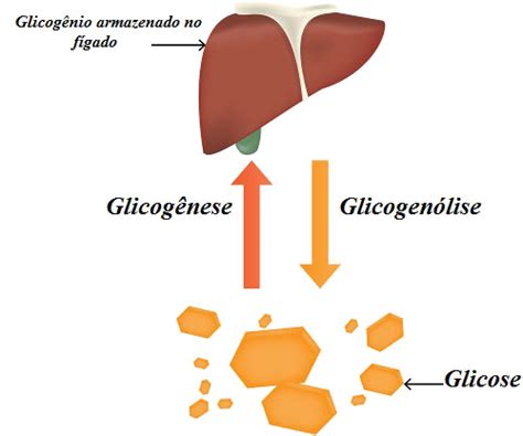 Glicogenio E Amido - Amido. A importância e características do amido - Biologia Net