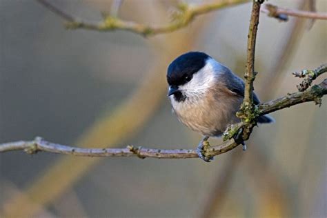 Tit Bird Family: Facts, Types, and Key Differences - Bird Nature