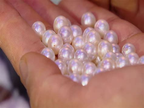 ngoc trai la gi kham pha tat tan tat tu   cho nguoi mua