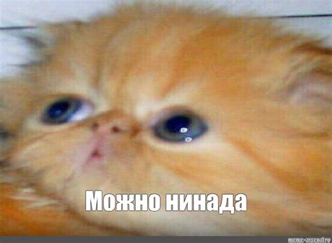 Meme: "Можно нинада" - All Templates - Meme-arsenal.com
