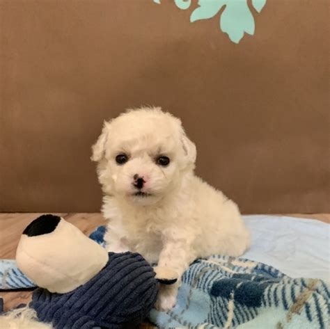 Bichon frise puppy - Cheap bichon frise Puppies - Home Land Puppies
