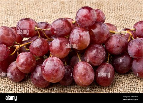 vineyard fruit clusters  res stock photography  images alamy