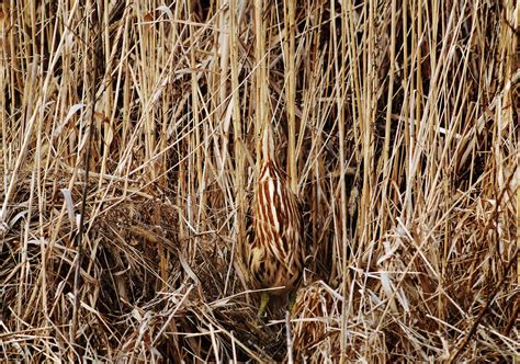 These Amazing Images Show How Good Bird Camouflage Can Be | Audubon
