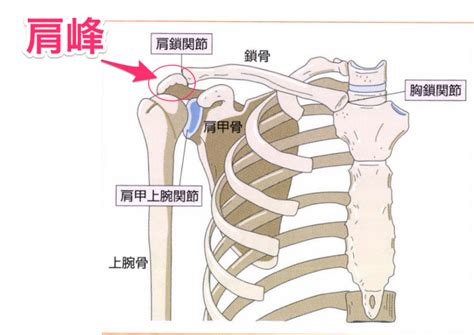 肩峰 - anatomy