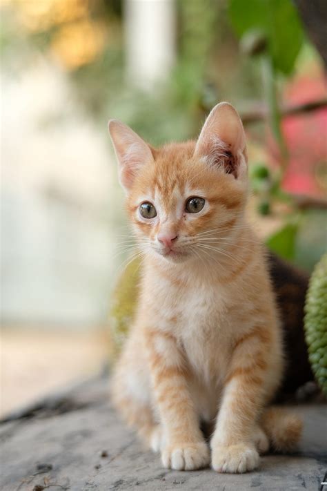 Preventative Measures that will help keep your Cats Away From Diseases ...