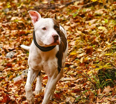 Understanding Ontario Ban on Pit Bulls: Laws and Regulations