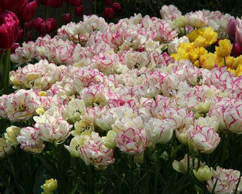 Tulip 'Belicia' bulbs — Buy online at Farmer Gracy UK