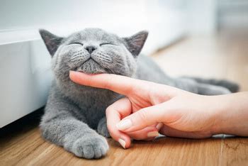 how to treat my cats eye infection at home