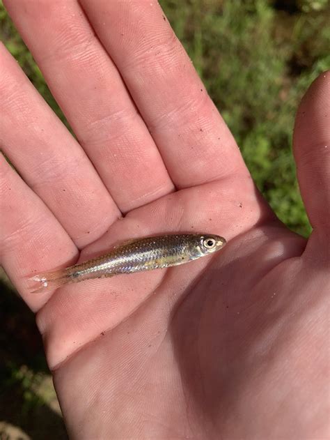 Spottail shiner? STL MO : r/whatisthisfish