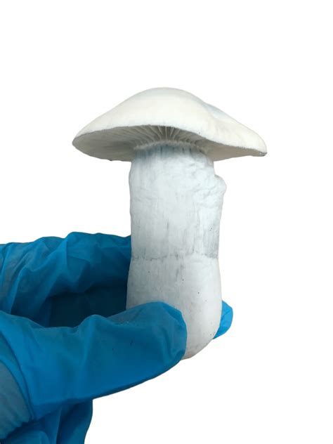 Lawmakers Are Debating Magic Mushrooms Delivery Near Me Legality - RYZE Superfoods
