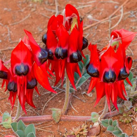 Sturt's Desert Pea seeds | The Seed Collection | Planting in sandy soil ...