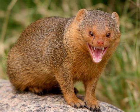 Mongoose Animals | Interesting Facts & Latest Pictures | The Wildlife