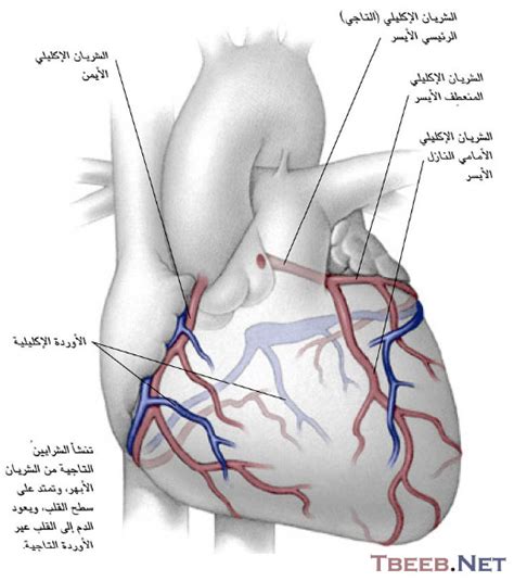شرايين و أوردة القلب Arteries and Veins – طب وصحة – طبيب دوت كوم