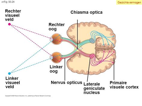 Gerelateerde afbeelding | Visual Neuroscience | Pinterest | Neuroscience
