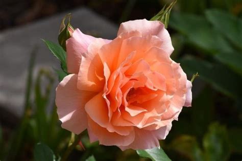 Orange Roses Meaning – A Complete Guide - SONG OF ROSES