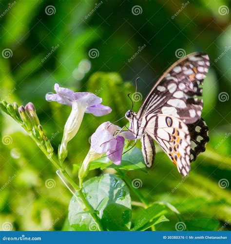 Butterfly stock photo. Image of natural, green, antennae - 30380376