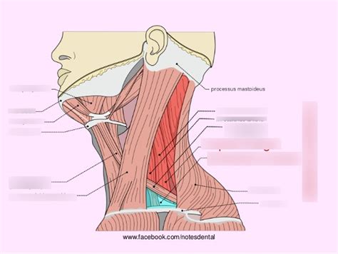 gross anatomy posterior triangle diagram quizlet