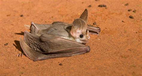 Australian Ghost Bat Facts
