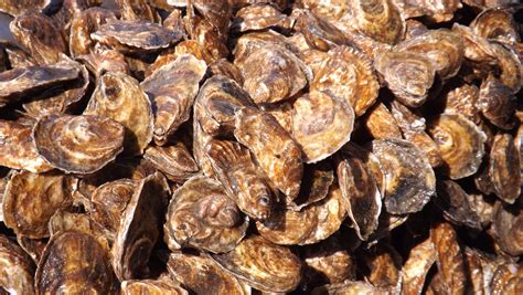 Wickford Oyster Company