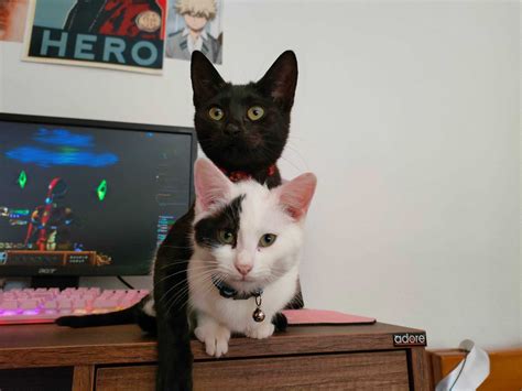 computer for cats 1