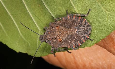 types  stink bugs    epic gardening