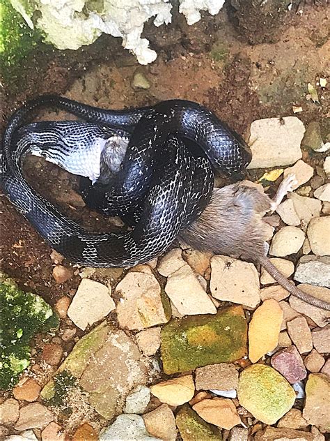 This awesome rat snake keeping the rat population down at my chicken