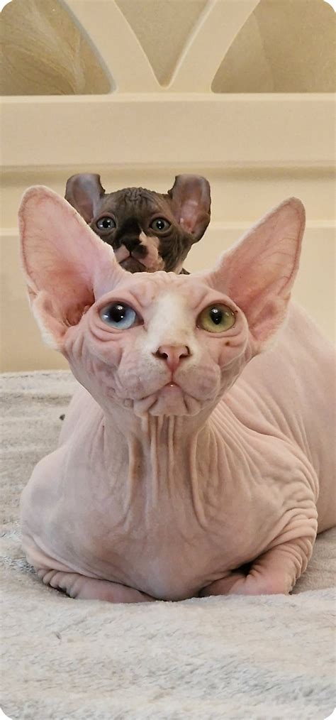 rare sphynx cat colors
