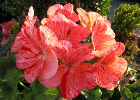 Geranium, Closeup, Pink color, Two, HD Wallpaper | Rare Gallery