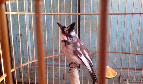 chim chao mao  gi dac diem cach nuoi va gia ban