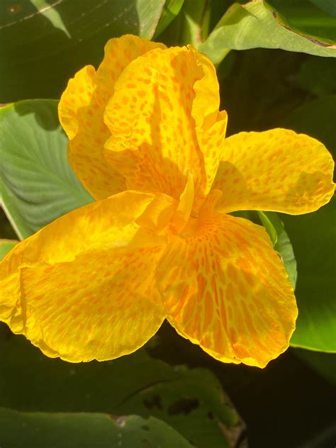 1 "golden Lucifer" Dwarf Green Leaf Canna Rhizome (not Plant) - Top