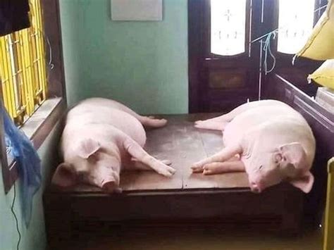 tong hop  anh   heo om nhau dang gay sot mang xa hoi